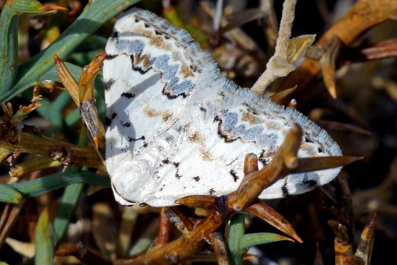 Farfalla da identificare